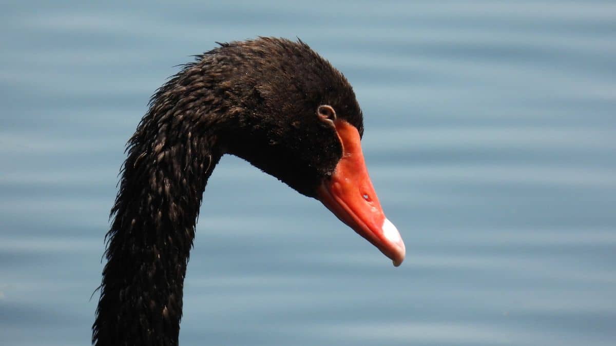 nikon p960 bird photography black swan