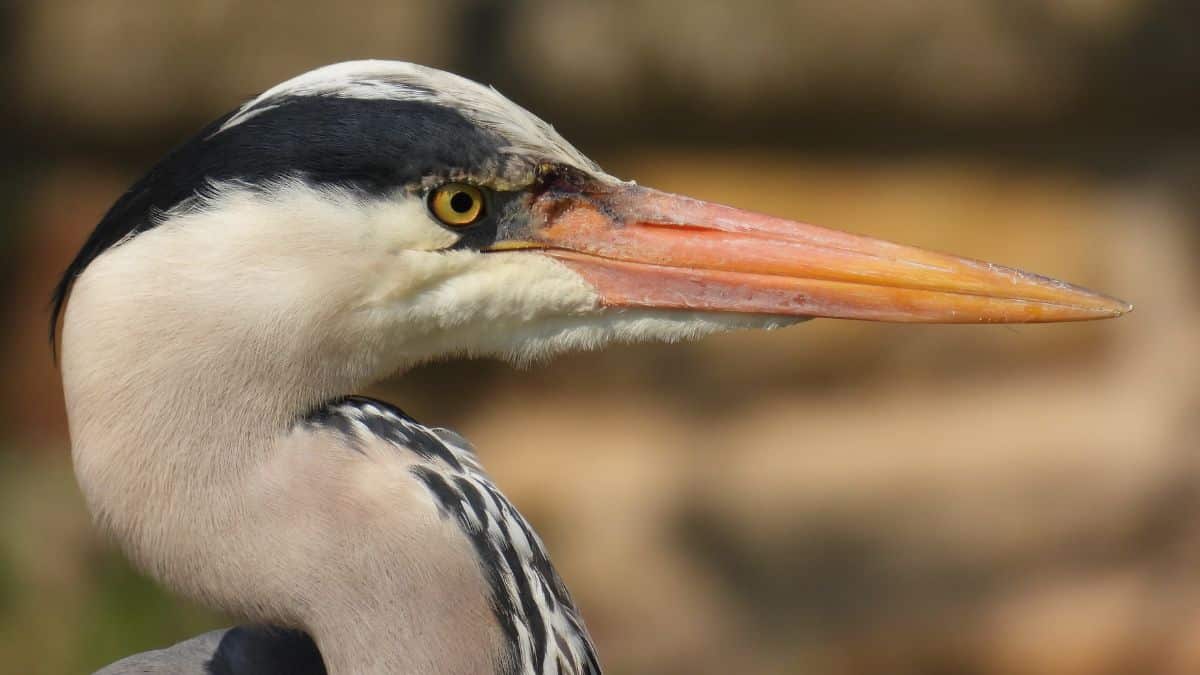 grey heron facts - wildlife photography course