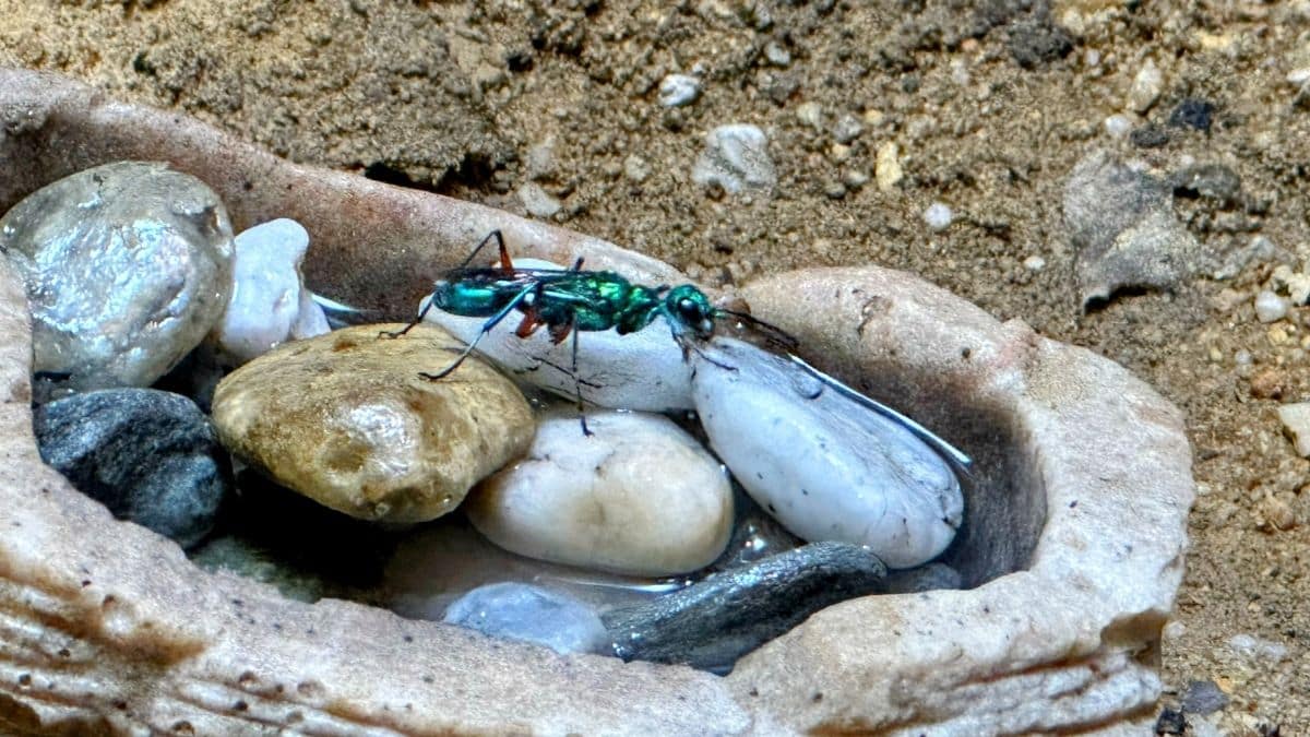 the jewel wasp and the cockroach brain
