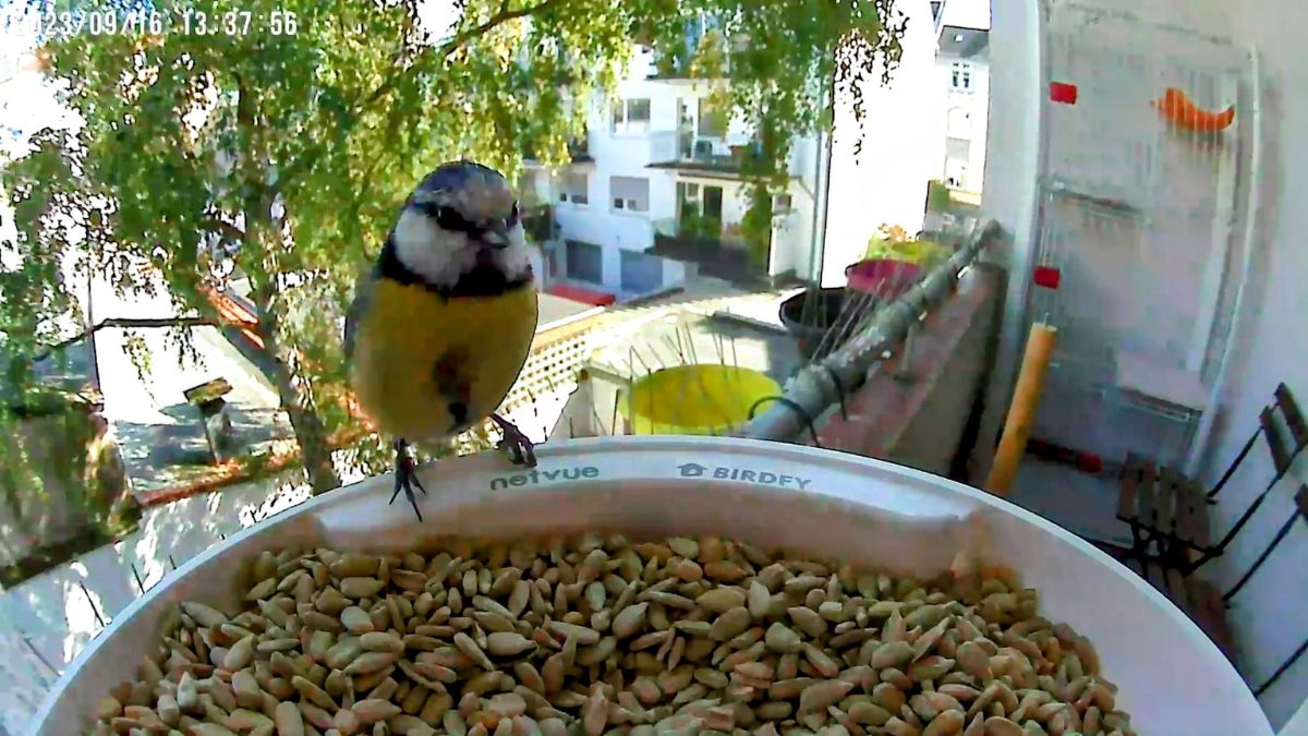 netvue bird feeder review