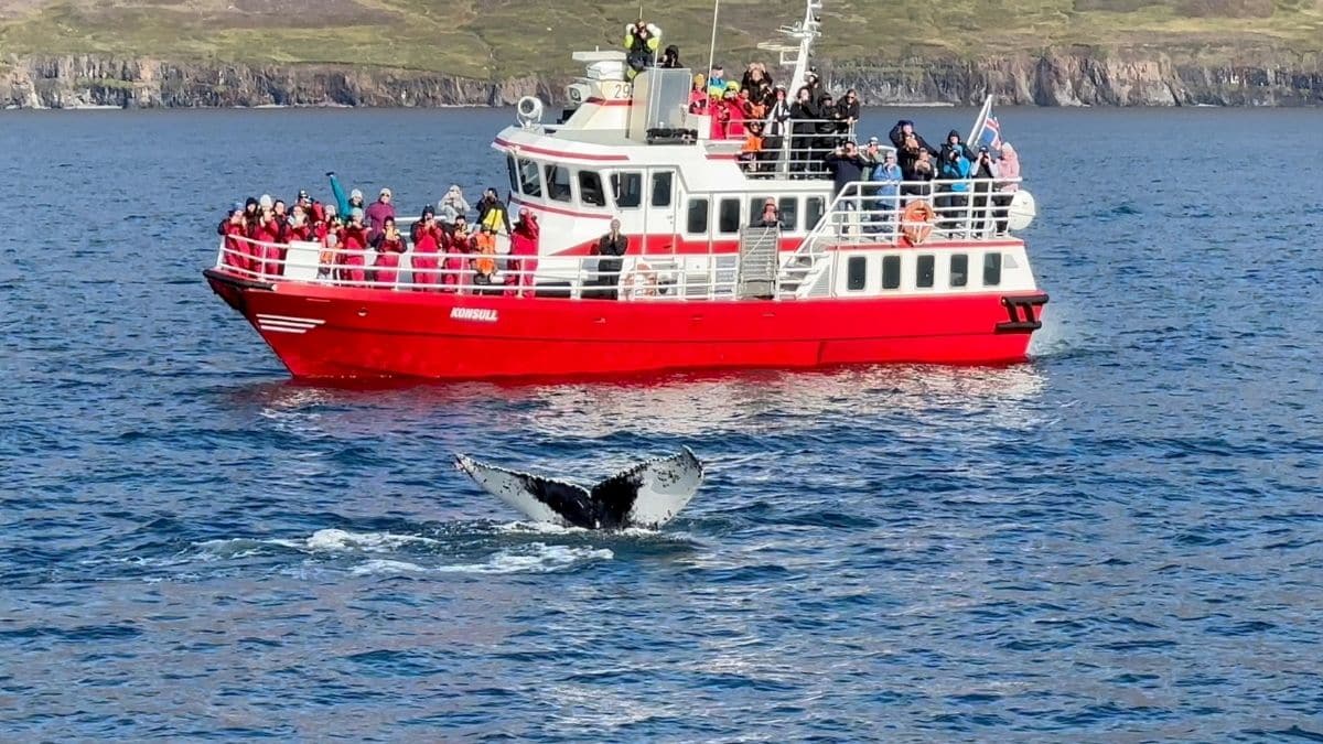 holiday destinations worldwide whale watching iceland