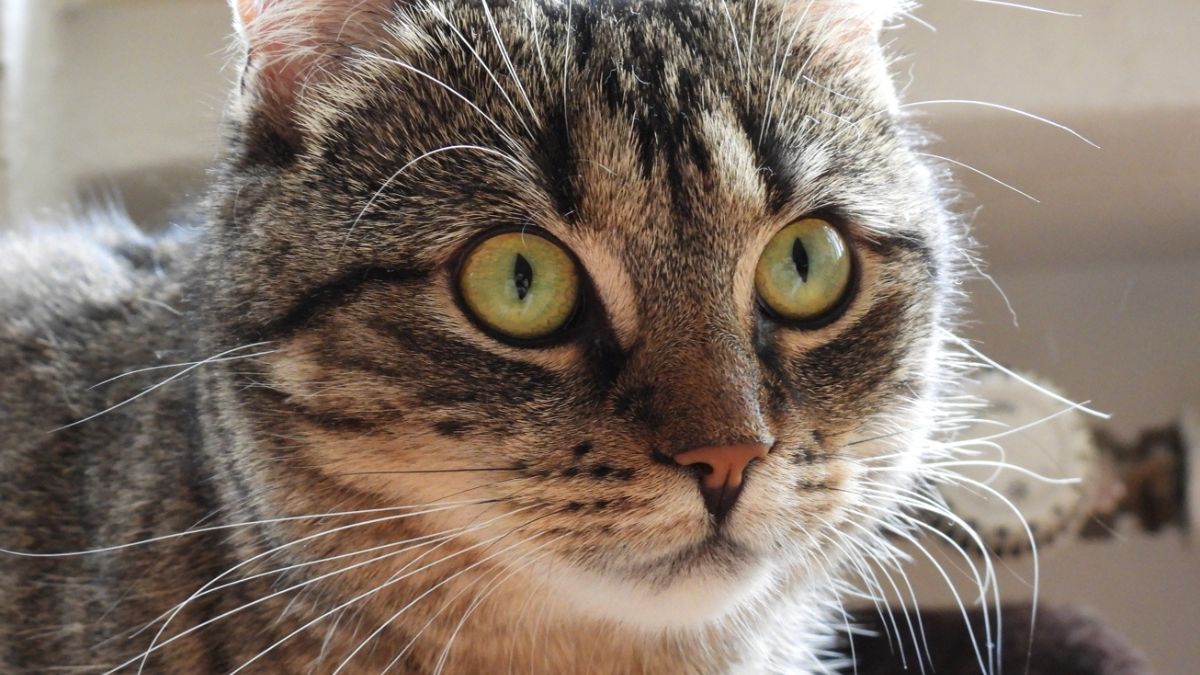 A Fun Netflix Cat Documentary: Inside the Mind of a Cat (2022)
