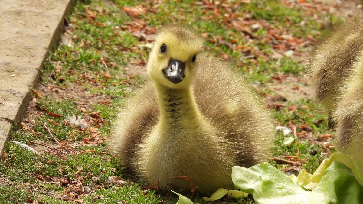baby canada geese photo