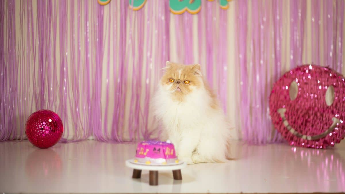 birthday cake for cats - cat birthday treat